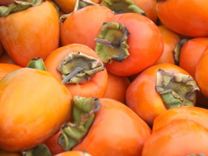 Хурма купить саженцы из питомника {2}